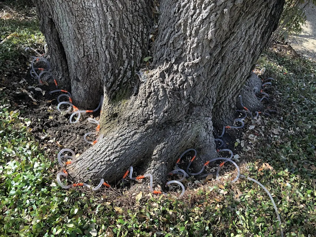 Detailed Tree Cabling and Bracing job site in Hartfield
