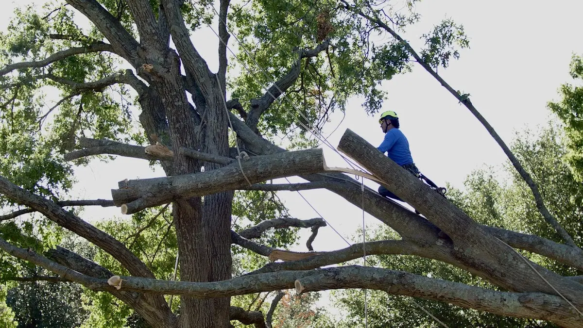 Professional Hazardous Tree Removal performed by certified arborists in Hartfield